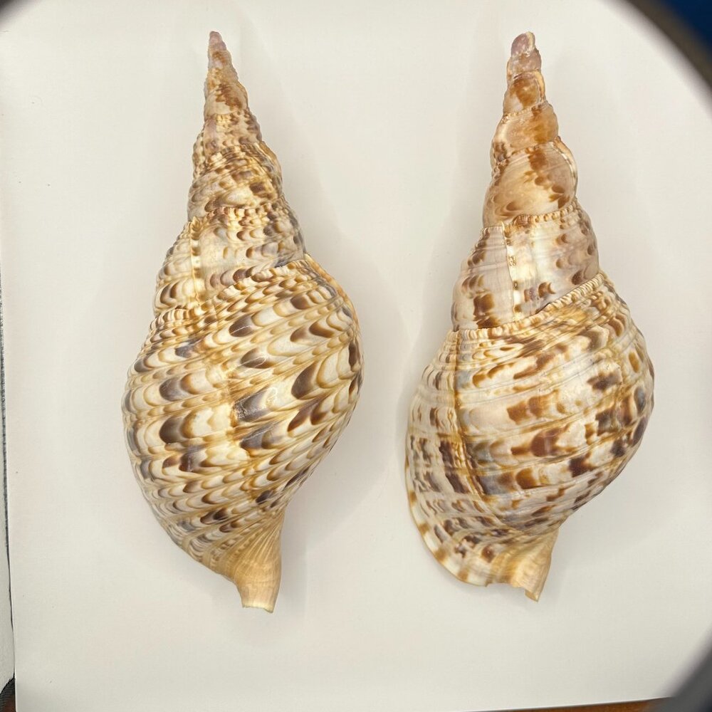 Charonia Tritonis (Triton's Trumpet) Two Pieces Vintage Shells